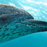 WildQuest_W11_2015 126 c