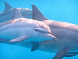 Mother and baby Spinner dolphins in the Red Sea Moeder en kind Rode Zee c