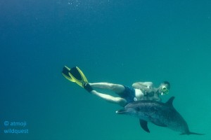 Me connecting to a spotted atlantic dolphin near Bimini! WildQuest_W11_2015 145 c
